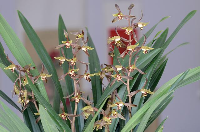 惠蘭花怎麼養,惠蘭花怎麼養殖方法和注意事項視頻(養好蕙蘭