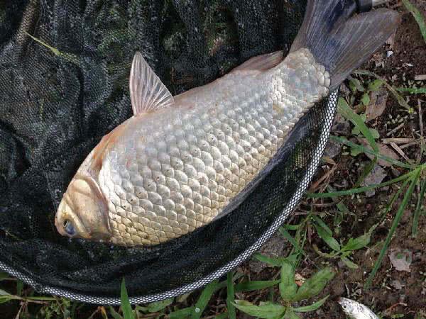 7种常见的鲫鱼品种，最好的鲫鱼是什么品种（这种头短体肥的白鲫）