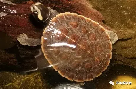 十大最好养的深水龟，十大深水龟排名图片（哪些才是属于观赏性好的）