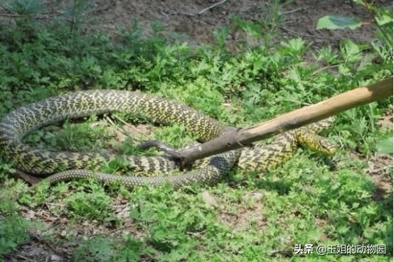 黑白王蛇，和我国菜花蛇比起来谁更强（黑白王蛇好养吗）