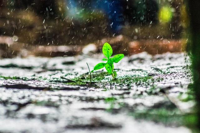 雨诗歌，凄风苦雨诗歌（20首微雨诗词）