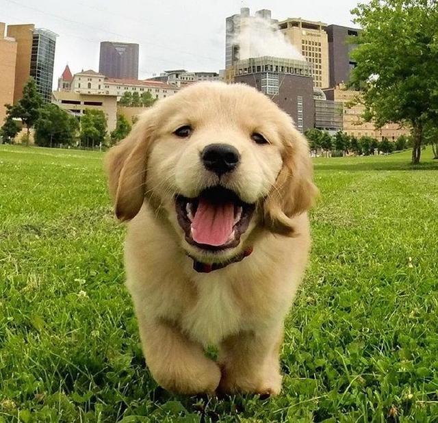 金毛幼犬怎么训练上厕所（5分钟学会定点上厕所）