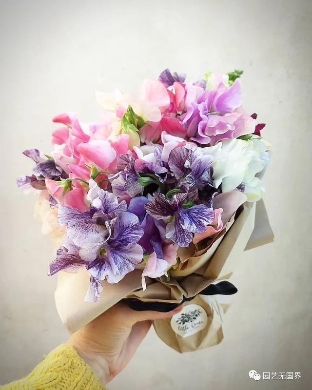 香豌豆的花语是什么，野豌豆的花语（欧洲人心目中的“切花之后”）