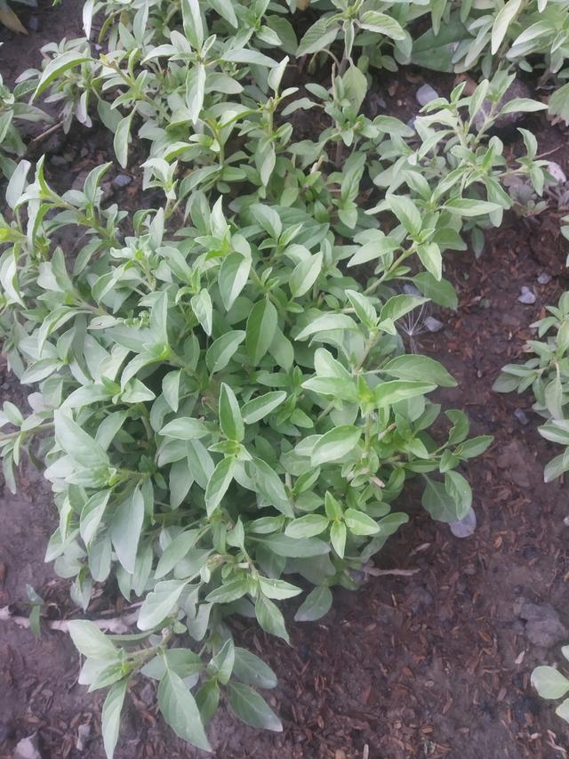 荆芥为什么只有河南人吃，荆芥怎么做好吃（都说荆芥是河南人的最爱）