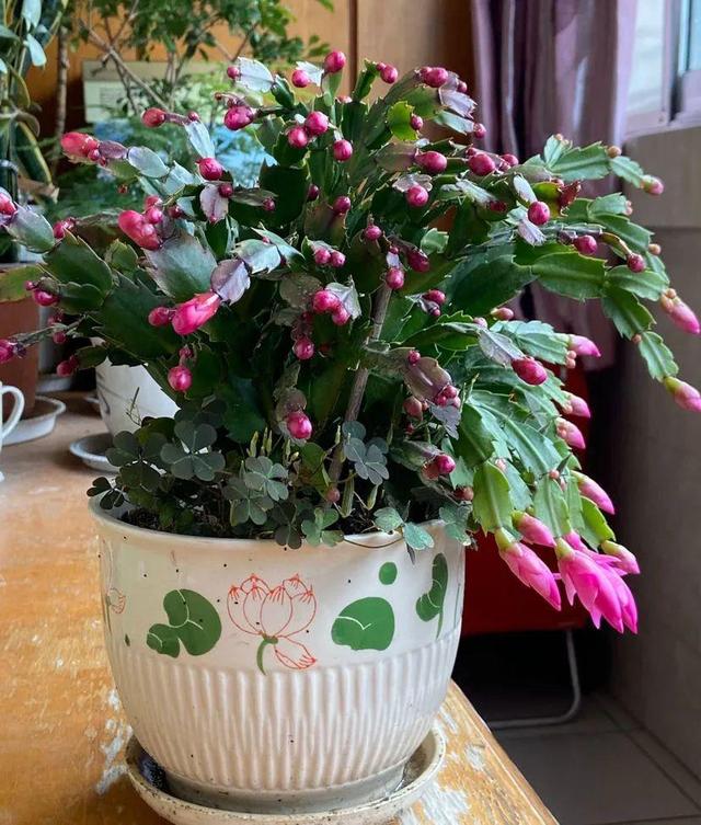 鸟尾花的繁育管理，鸟尾花 花期（30种耐阴花）