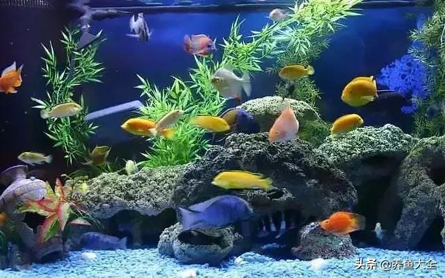 虎皮魚吃什麼,水族混養不尋常(虎皮魚吃什麼)