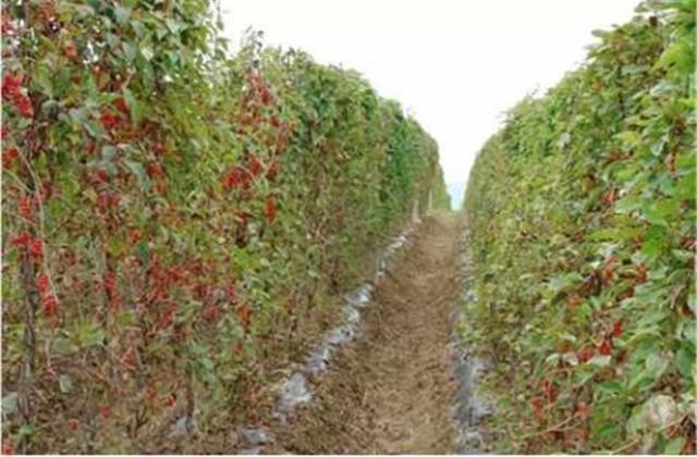 五味子种植技术与栽培管理，五味子的栽培技术和管理（让你轻松学会种植）