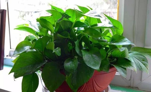 绿萝的作用，绿萝长高了怎么办（绿萝花的功效和作用）