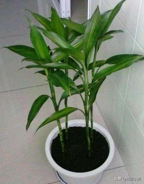 什么是腐殖土，腐殖土多少钱一方（土养富贵竹，用什么土好）