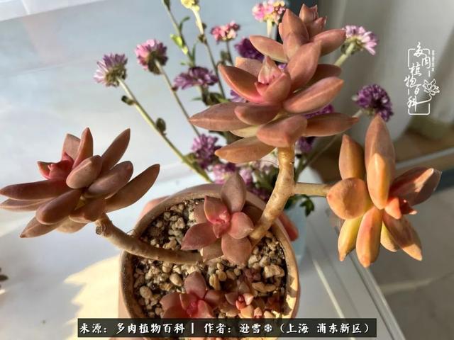 多肉植物图片，感恩相遇，余生相互关照（若绿多肉植物图片）