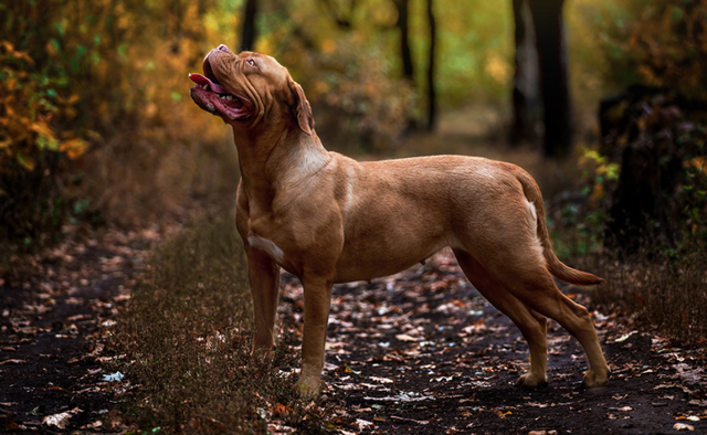 世界公认的15种猛犬，世界上最凶猛的十大恶犬