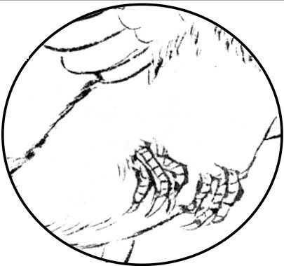 和平鸽的简笔画，和平鸽的简笔画法（中国画零基础入门教程）