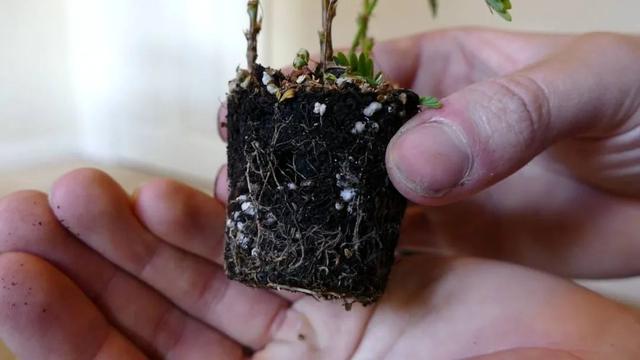 含羞草是什么植物，含羞草是什么（为啥还会变成流行而有趣的盆栽植物）