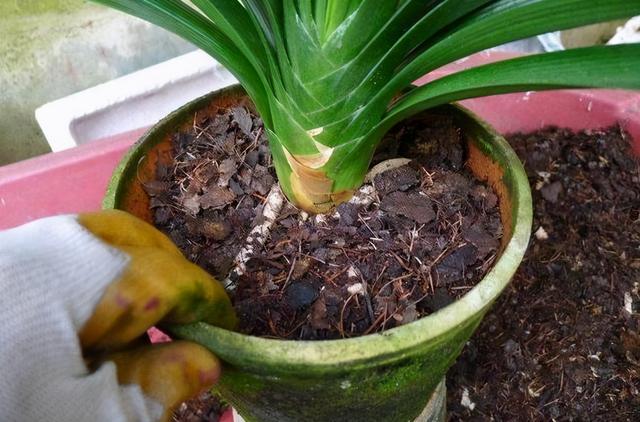 又高又深的花盆适合种什么花，高花盆适合种什么花（5种“贵气花”）