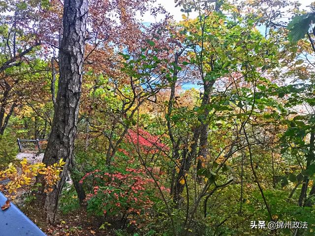 枫叶的特点，最佳观赏期还要等一等……（枫叶长什么样子）