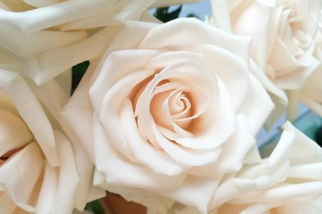 各种玫瑰花的含义，各色的玫瑰花有什么含意（一篇文章认全花店必备80种玫瑰花）