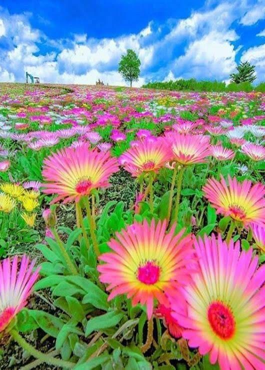 花景生多云讲什么，花景生（漫山遍野的鲜花，满眼春光）