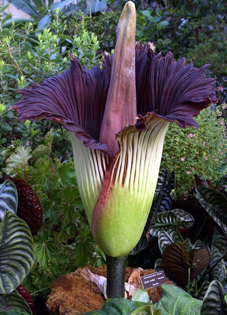 神奇的植物有哪些，世界上最神奇的植物（十种奇特的自然界植物）