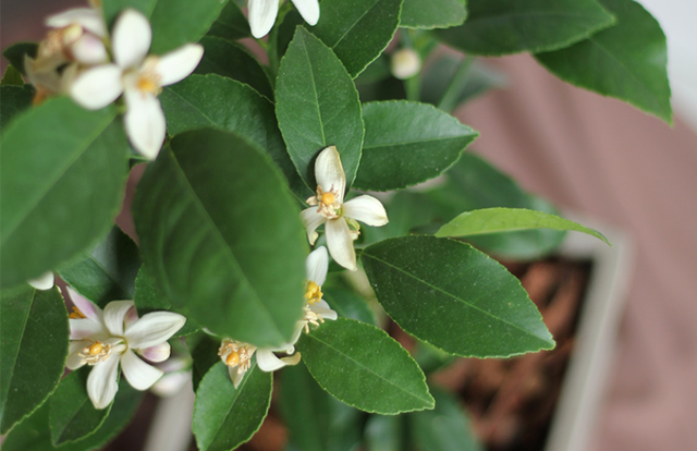 柠檬花的养殖方法和注意事项，养柠檬花要注意什么（一年四季都能开花结果的香水柠檬）