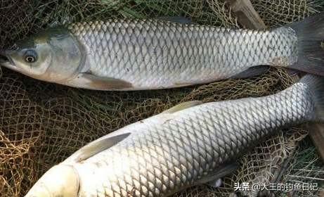 钓鱼基础饵料有哪几种，了解三种常用饵料的优劣势、适用鱼情