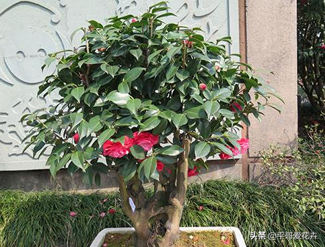 山茶花开花时间，山茶花养几年才开花（花苞多、开花也旺）