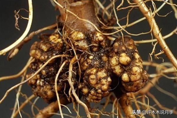 月季常见病虫害及防治方法，月季的病虫害防治（十二种月季常见病害防治教程）