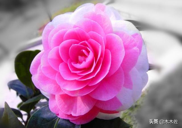 山茶花的花语和寓意，山茶花的寓意（茶花中的珍品——赤丹）