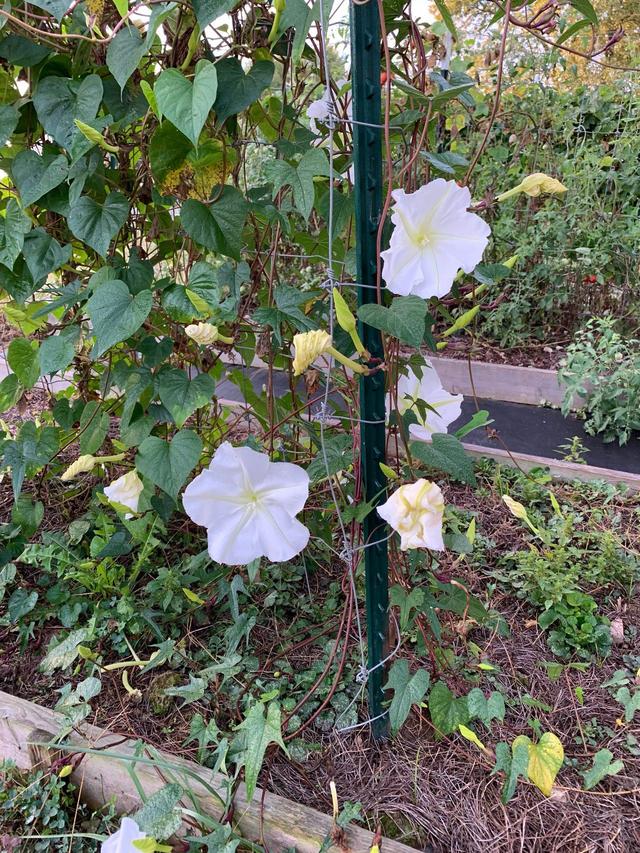 牵牛花种子种植时间和方法，秋季买点牵牛花种子种土里
