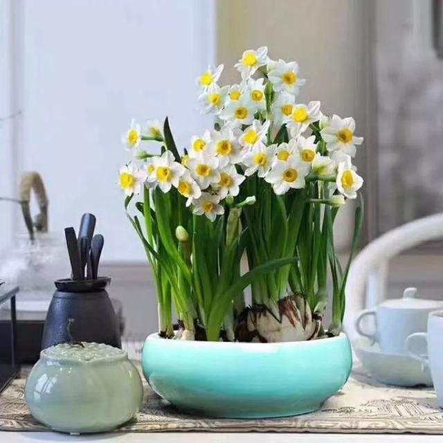 我国国花是什么花，中国国花是什么花（中国国花是什么花）