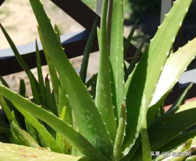 芦荟皮有毒吗，芦荟有毒的吗（吃着爽滑可口兼具美容养颜功效）