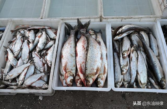 島子魚怎麼做好吃(大慶露天集市的淡水魚都有啥)