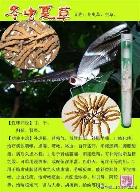 常见中草药图谱，中草药经典图谱（让你知道常用药都长啥样）