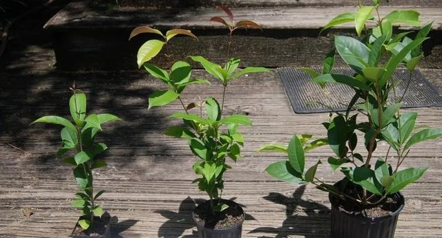 桂花树叶干枯是什么原因，桂花树大量落叶子干枯怎么回事（在家里养桂花盆栽叶子总是会枯萎）