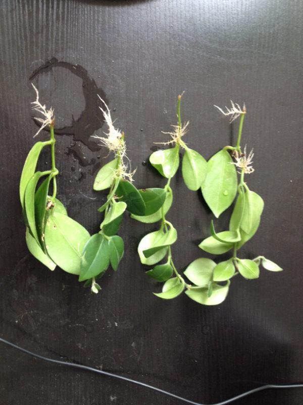 口红吊兰，这种植物别名“口红吊兰”（口红吊兰一年开几次花）