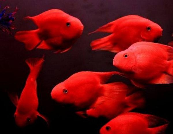 十大名贵观赏鱼，最漂亮的中型观赏鱼（地球上10大风水鱼）