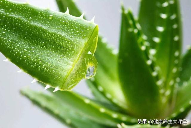 芦荟胶可以天天抹在脸上吗，芦荟能直接涂脸上吗（长期抹芦荟胶对脸有影响吗）