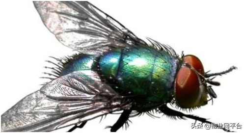 灭苍蝇的最快方法，怎么灭苍蝇最快（灭苍蝇的有效方法是什么）