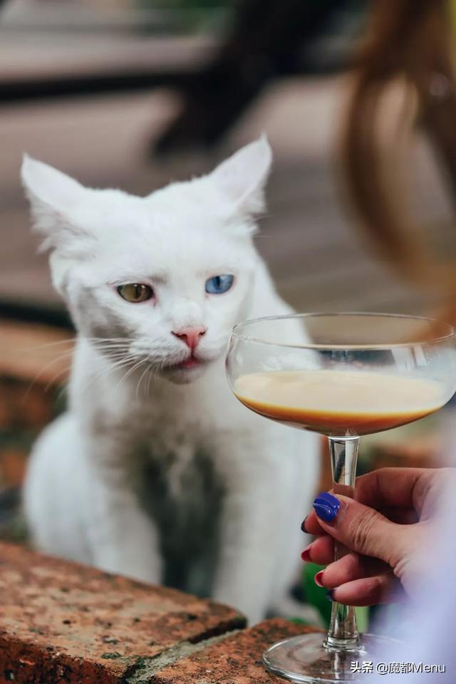 野格什么味道，百威加野格什么味道（人间不值得，教你喝野格）