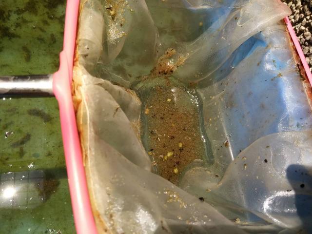 鱼老是跳出鱼缸怎么办，鱼缸养鱼的方法和技巧（鱼缸里出现大量的漂浮便）