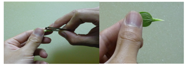 西瓜嫁接育苗的工厂化管理方法有哪些，西瓜苗如何培育（西瓜高产管理技术之四）