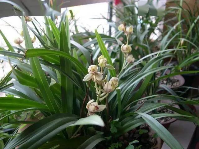 怎样养兰花 兰花的养殖方法，怎样养兰花（4个“基本”不能少）