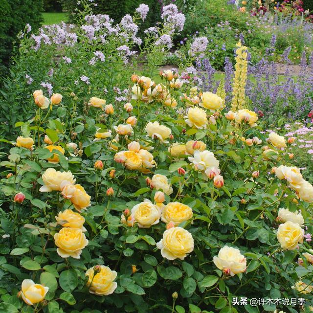 Thecastle.城堡网名，Thecastle.城堡（奥斯汀官方推荐月季品种）