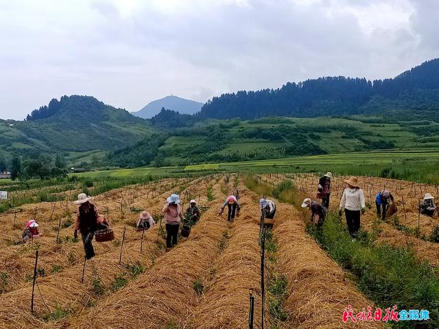 赤松茸是不是松茸，赤松茸的种植栽培技术（黑土地里种出软“黄金”）