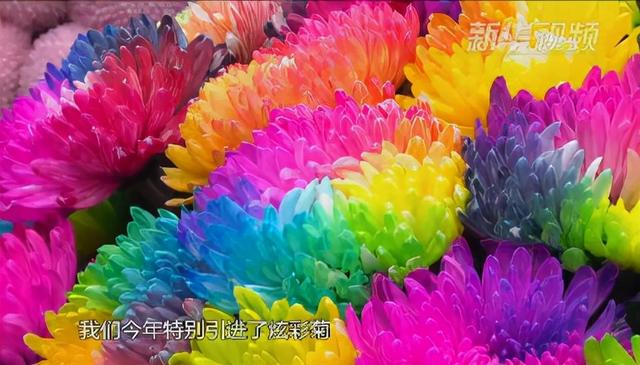 荷花有几种颜色，莲花有几种颜色分别是象征什么（1盆菊花售价1.2万）