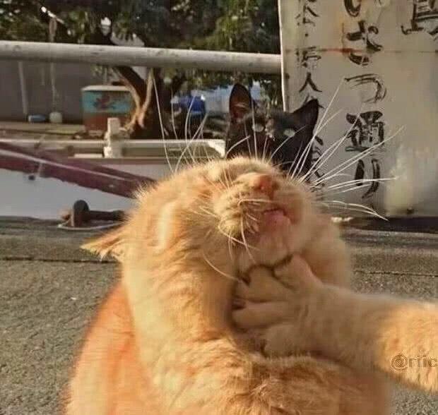 笑到窒息的沙雕情侣头像，搞笑，沙雕情侣头像微信（沙雕情侣们最爱的情侣头像）