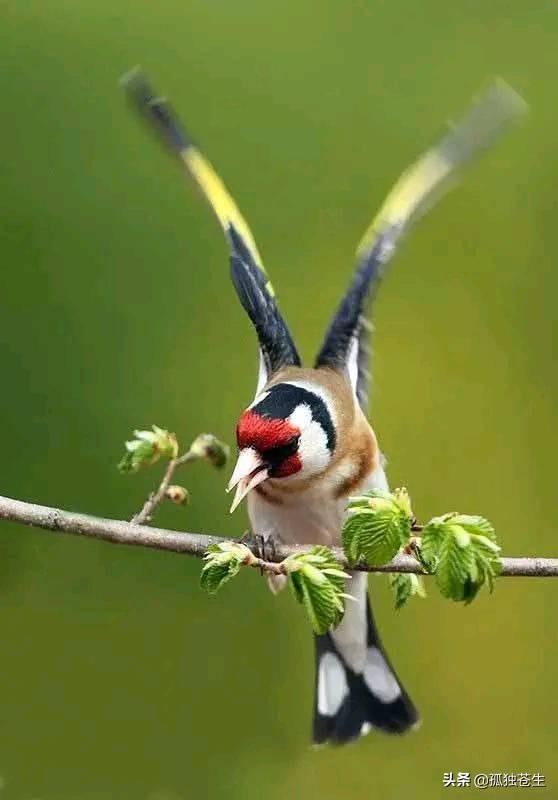 大绿雀鹎的简单介绍,红额金翅雀,漂亮(小绿雀图片)