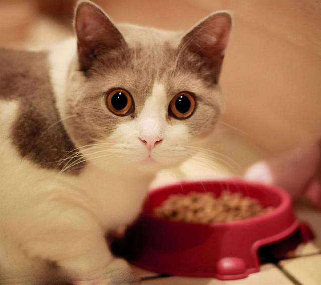 猫咪干呕怎么回事，猫干呕是怎么回事（猫咪呕吐是怎么回事）