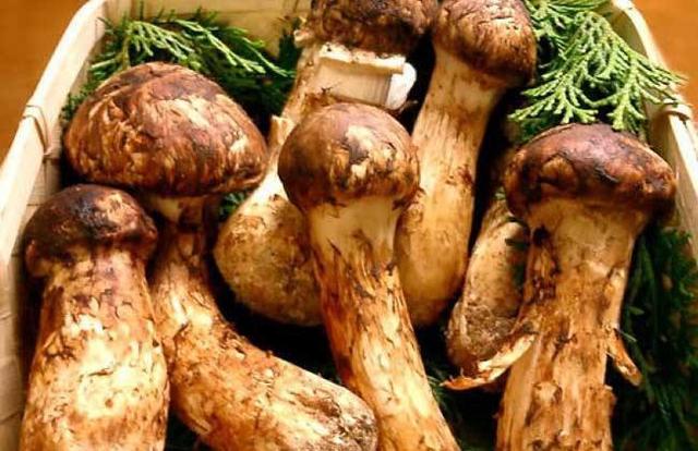 吃松茸的禁忌，松茸怎么吃法大全（健康口感两不误的养生圣品）