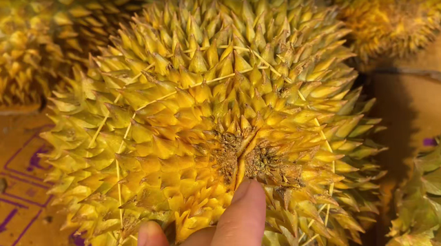 榴莲变质是什么味道，榴莲变质了什么样（教你4个小技巧，保证不踩雷）