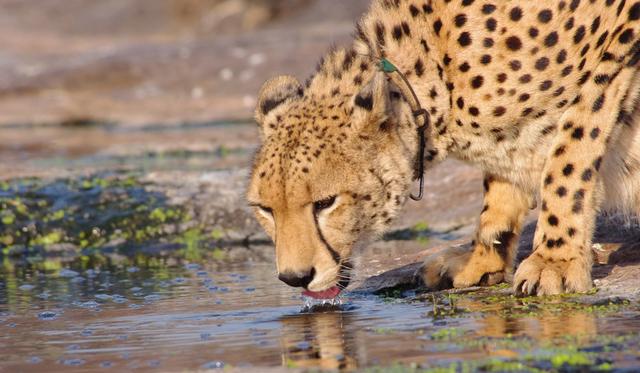 豹子的速度，浅谈猎豹高速追击下的奥秘（豹子的速度是汽车的几倍）